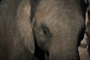 elephant-670645__340